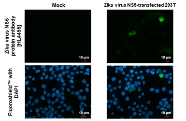 Anti-Zika virus NS5 protein antibody [HL4455] used in Immunocytochemistry/ Immunofluorescence (ICC/IF). GTX644020
